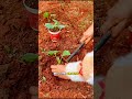 It is wise to plant seeds in plastic cans first #workers #shortvideo