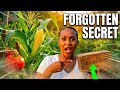 Grow Giant Corn and Juicy Tomatoes With This Forgotten Method