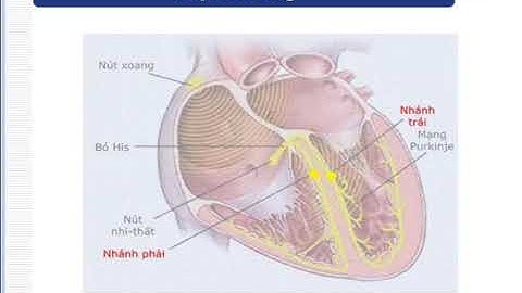 Sinh lý bệnh SUY TIM - DHY