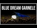 Blue Dream Garnele - Blue Velvet Garnele - Neocaridina davidi | GarnelenTv | Deutsche Untertitel