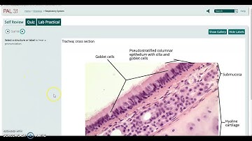 Respiratory Tissues Review--Trachea and Lung