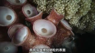 動物界感人故事!母愛超越生死,為孩子無私奉獻的一刻! #动物世界 #动物解说 #科普 #纪录片 #搞笑
