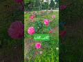 Pink Rose #pinkrose #garden