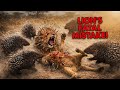 “Lion’s Fatal Mistake! Porcupines Fight Back in Epic Savanna Showdown 🦁🦔”
