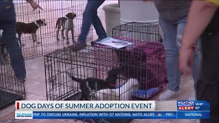 Dog days of summer adoption event