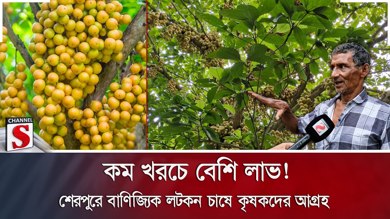 কম খরচে বেশি লাভ! শেরপুরে বাণিজ্যিক লটকন চাষে কৃষকদের আগ্রহ | Lotkon | Sherpur | Channel S News