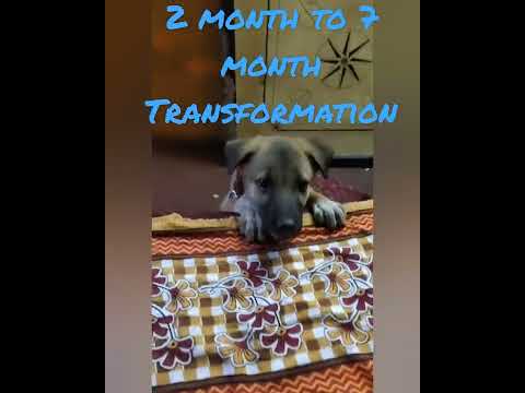 vaasu 2 month to 7 months transformation #belgianmalinois #shorts #barking