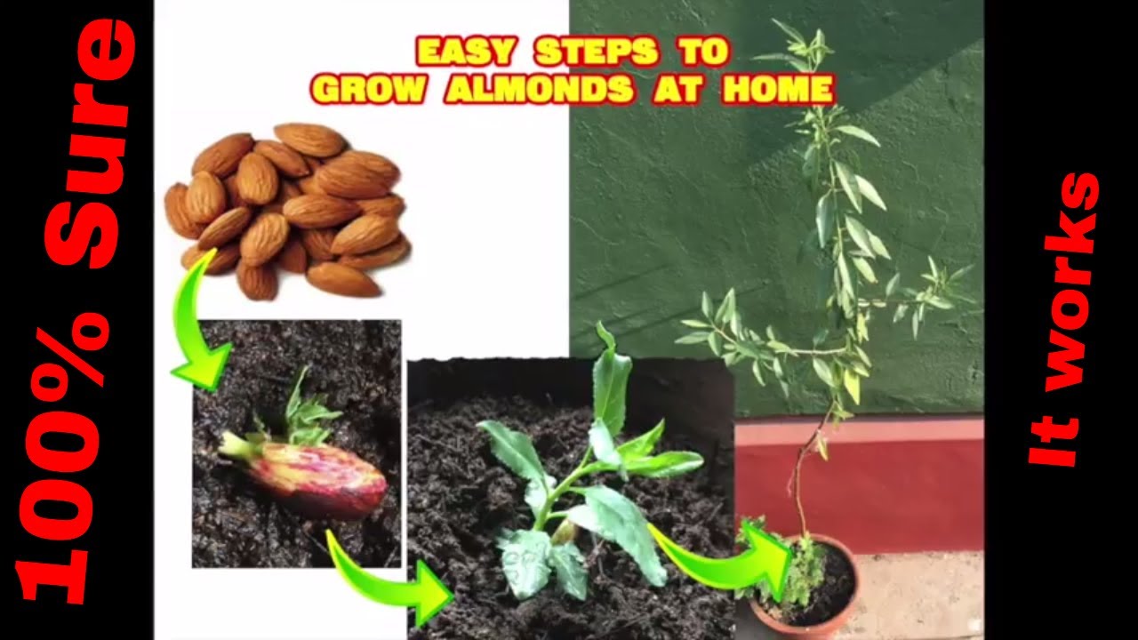 How to grow almond tree at home 7 months review YouTube