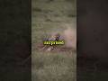 Top 3 Fastest Animals in the World: You Won’t Believe