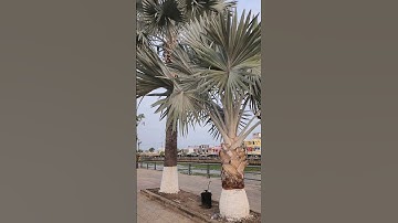 Cây gì nhìn đẹp quá hình như cây cọ #shorts