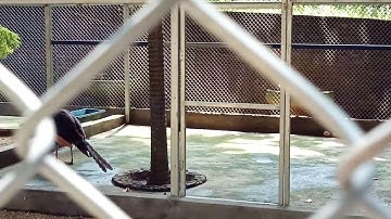 Vườn động vật hoang dã HỒ NÚI CỐC