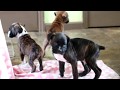 Boxer Puppies for Sale Boxer Puppies for Sale