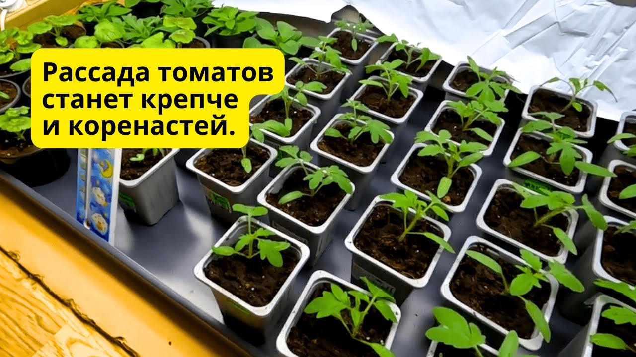 На рассаде томатов три-четыре настоящих листа- проводим важную подкормку!