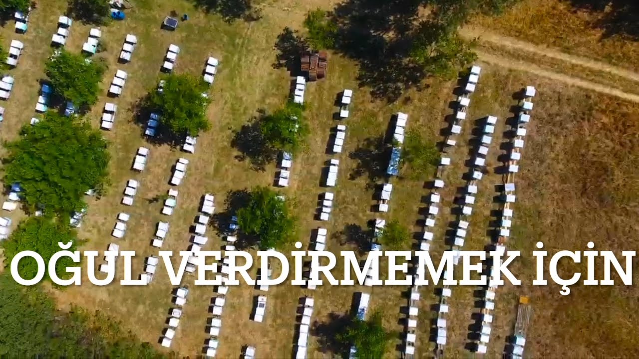 ARILARA OĞUL VERDİRMEMEK