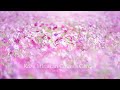 加須未来館のコスモス畑Kazo Miraikan Cosmos Garden CINEMATIC VLOG SONY α7c/花日和