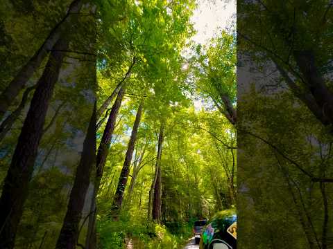 Tunnel of Trees