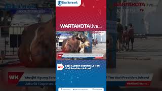 Masjid Agung Solo Terima Sapi Kurban Seberat 18 Ton Dari Presiden Jokowi