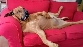 Funniest Animal Videos   Funny  Dog Richard 2023