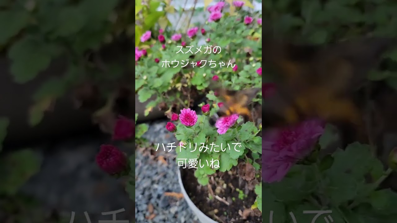 スズメガのホウジャクを庭で見つけたよ Youtube スズメガのホウジャクを庭で見つけたよ Youtube