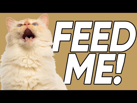 Video: De ce pisica mea mănâncă în exces?