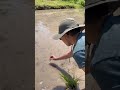 City boys and girls planting rice in Wakayama, Japan