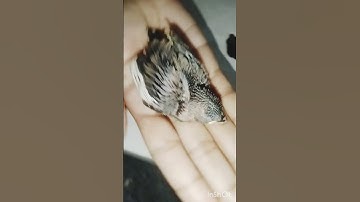 My small Baby chick 🐣🐣🐣🐥🐥🐥🐣🐣🐣🐦🐦🦜🦜