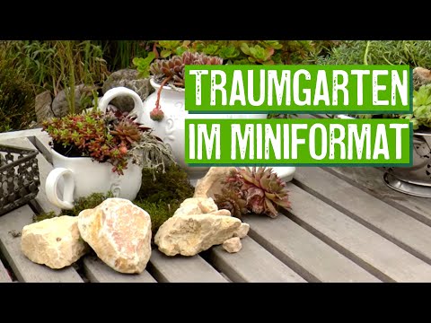 Video: Welche Sukkulenten Im Garten Pflanzen?