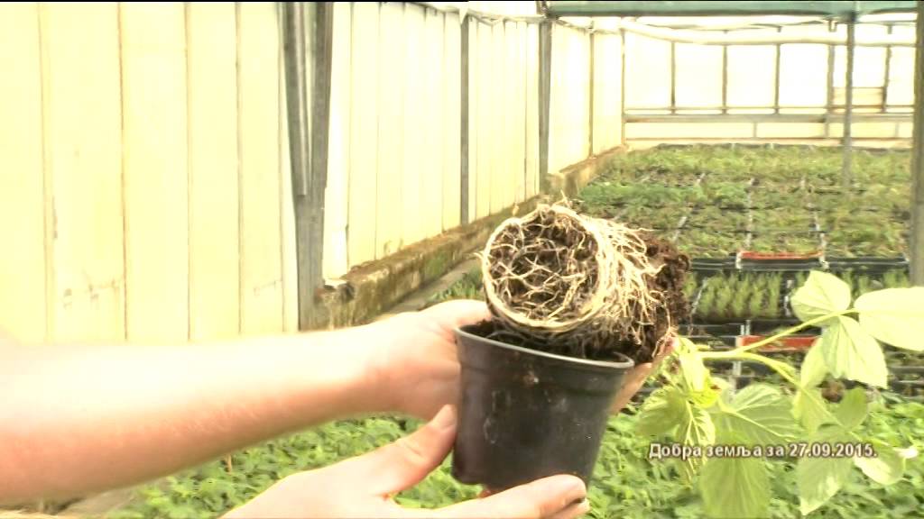 Proizvodnja sadnica malina u Bosni