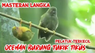 SUARA BURUNG TUKIK TIKUS MASTERAN BURUNG