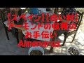 アーモンドの収穫のお手伝い Almendras【スペイン】【アンダルシア】