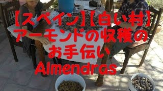 アーモンドの収穫のお手伝い Almendras【スペイン】【アンダルシア】