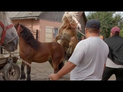 Video: Bordură în Cai