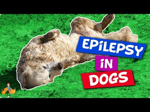 Video: Hunde bruges til at hjælpe epileptika