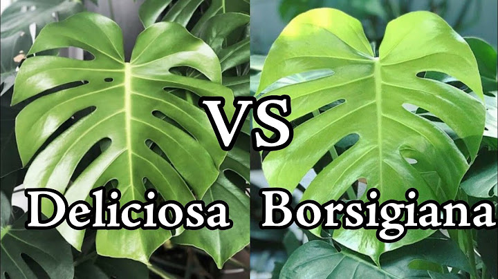 Perbedaan harga Monstera deliciosa dan Borsigiana