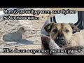 Он лёг на виду у всех, как будто ждал помощи... Шея была в кусаных рваных ранах