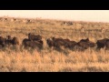 Wildebeest hunt on the shingalana game reserve