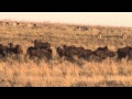 Wildebeest Hunt on the Shingalana Game Reserve