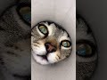 Wild cat from Pringles by Secret vlog