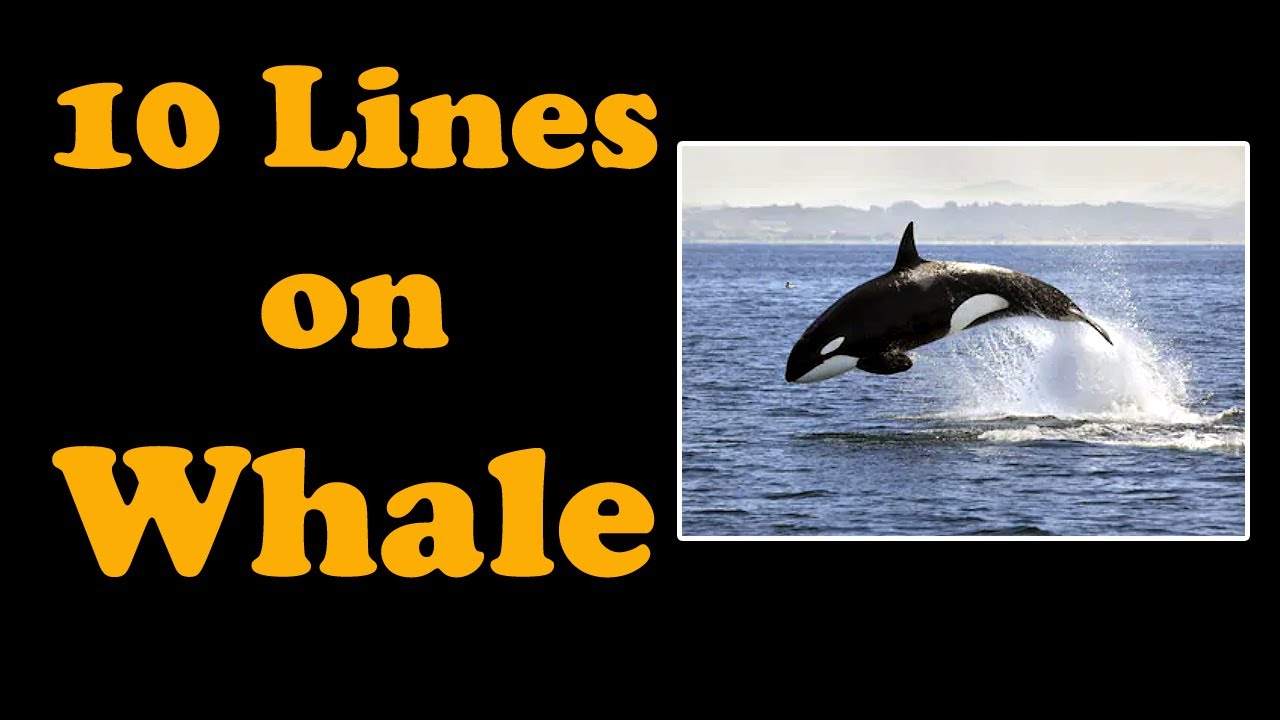 essay on whale for class 2
