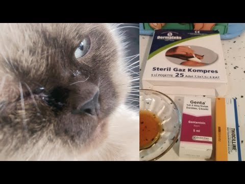 Video: Kedilerde Göz İltihabı (Konjonktivit)