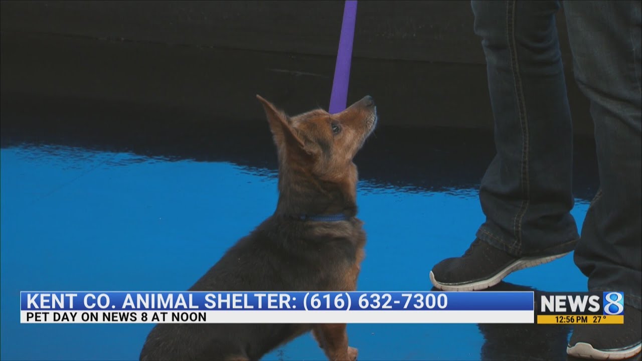 KCAS Pets of the Week: Theo and Oaklina