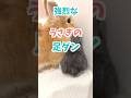 最高にブチギレたうさぎの足ダン。#ネザーランドドワーフ #コッペパン #うさぎ #うさぎのいる暮らし #ウサギ #うさぎのいる生活 #shorts