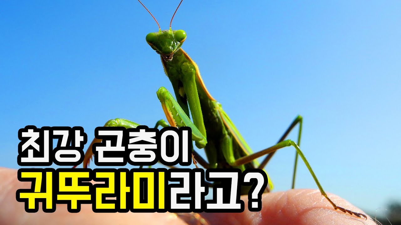 사마귀 vs 사슴벌레, '곤충계 하빕 누르마고메도프'는? | 韓격투 ...