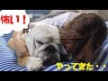 ブルドッグの命を脅かす恐怖の季節がやってきた・・・。