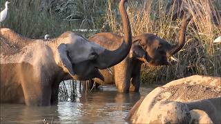 Rhinocéros, tigres et éléphants : le combat pour survivre dans le parc national du Kaziranga