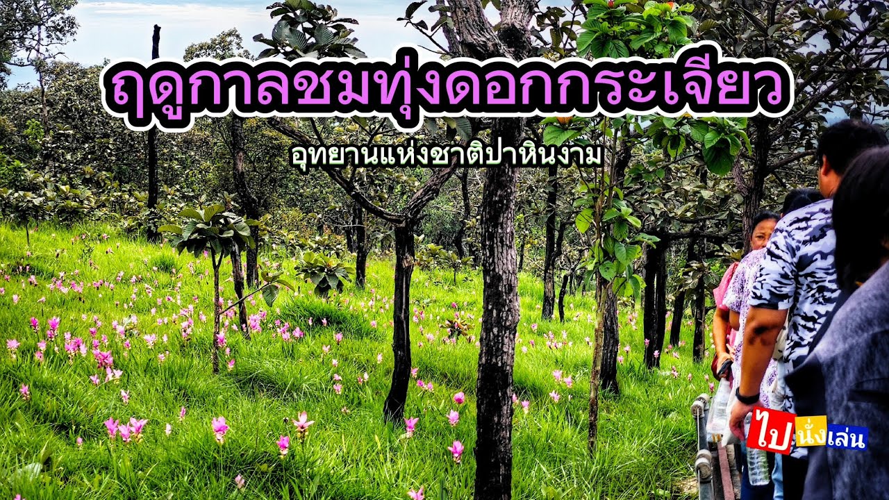 ไปนั่งเล่น Ep.1-2 (End) ทริปหน้าฝน เทศกาลชมทุ่งดอกกระเจียวบาน ณ อุทยานแห่งชาติป่าหินงาม จ.ชัยภูมิ