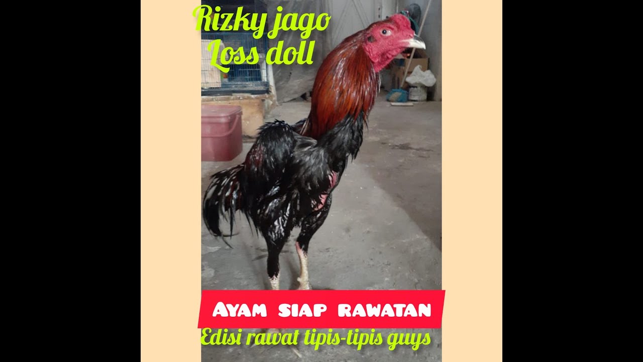 Rawatan ayam super untuk aduan dan ayam pengesahan 