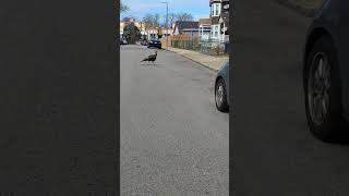 Boston Turkeys 04/02/24 #viral #viralvideo #turkey #dog #youtube #video #like #subscribe #animals