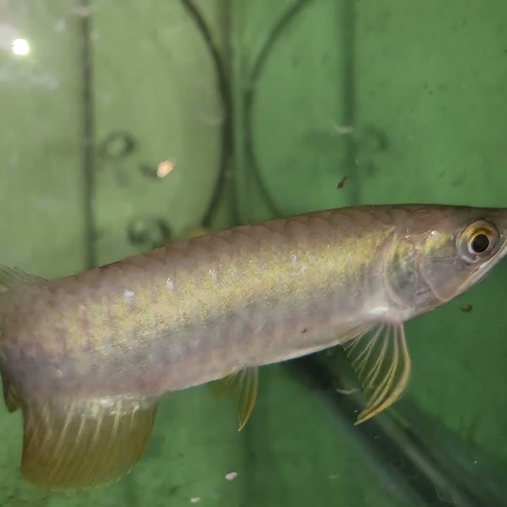 ARWANA GOLDEN RED HIGHBACK || ARWANA RED TAIL GOLDEN || AROWANA GOLDEN RED || SCLEROPAGES FORMOSUS