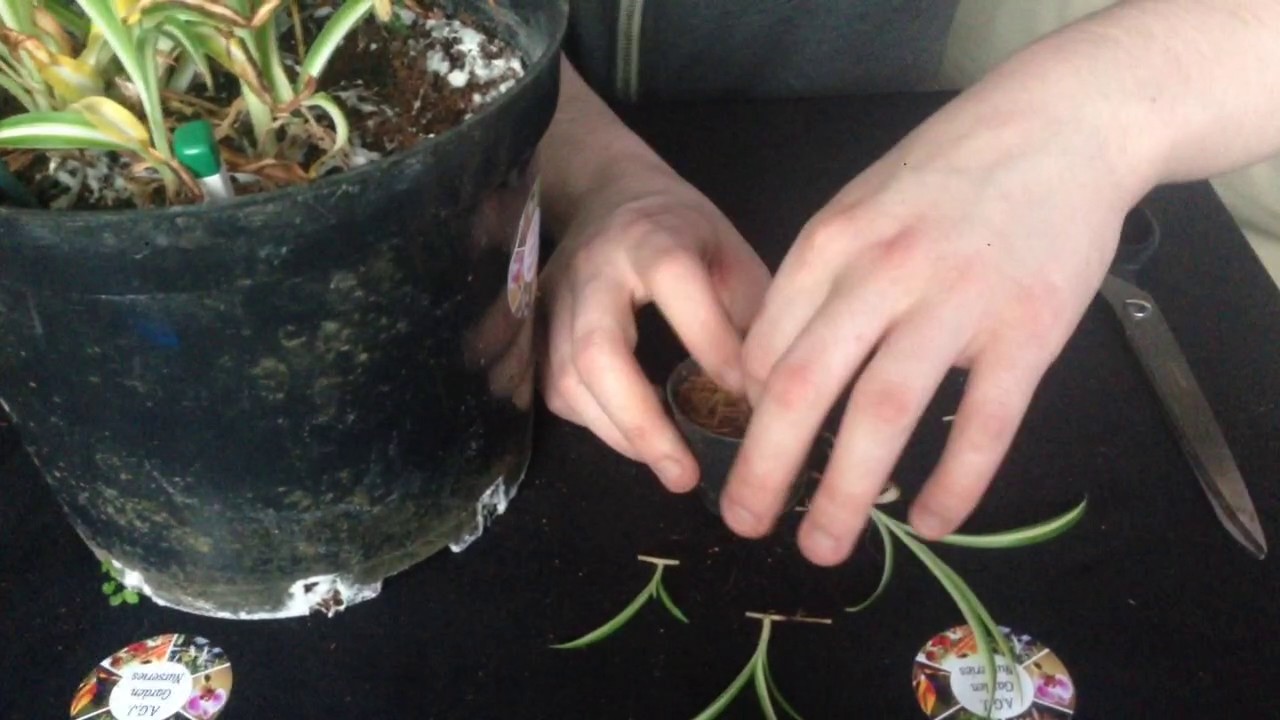 Simple spider plant cutting guide YouTube